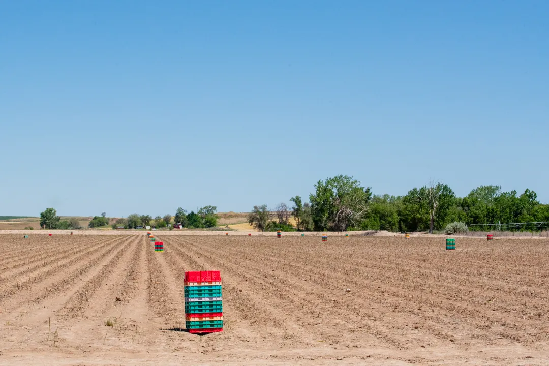 Stacks of red and green harvest crates placed at intervals along rows of cut asparagus in a flat agricultural field near Fruitland, Idaho