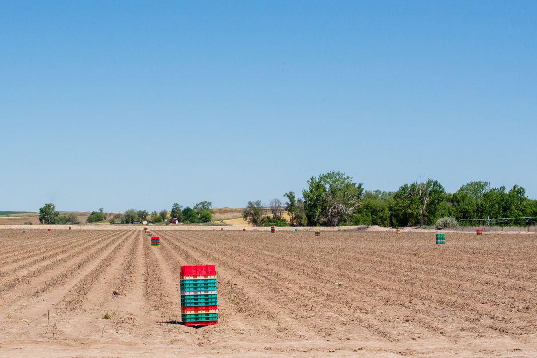 Stacks of red and green harvest crates placed at intervals along rows of cut asparagus in a flat agricultural field near Fruitland, Idaho