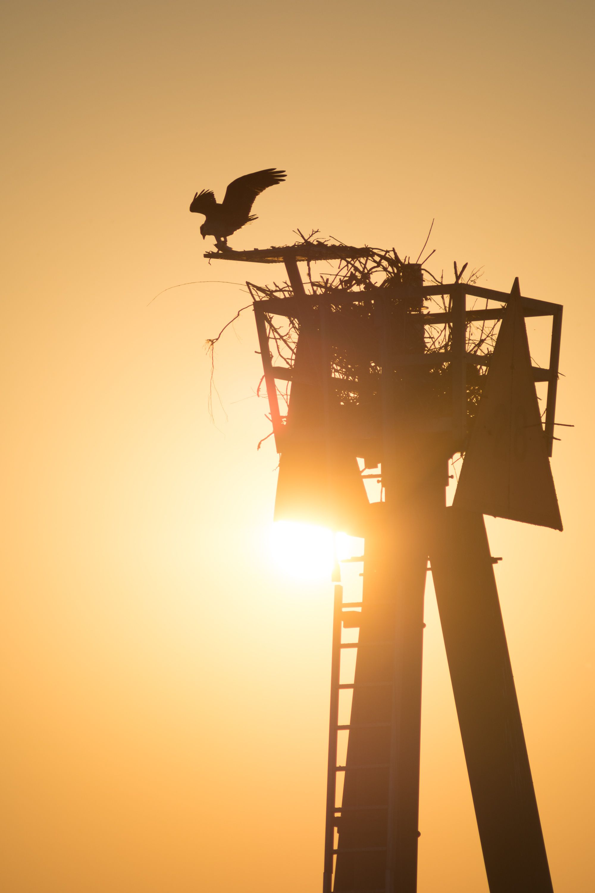 An osprey with wings spread on a man-made nesting platform silhouetted against a golden sunrise on Sauvie Island, Oregon